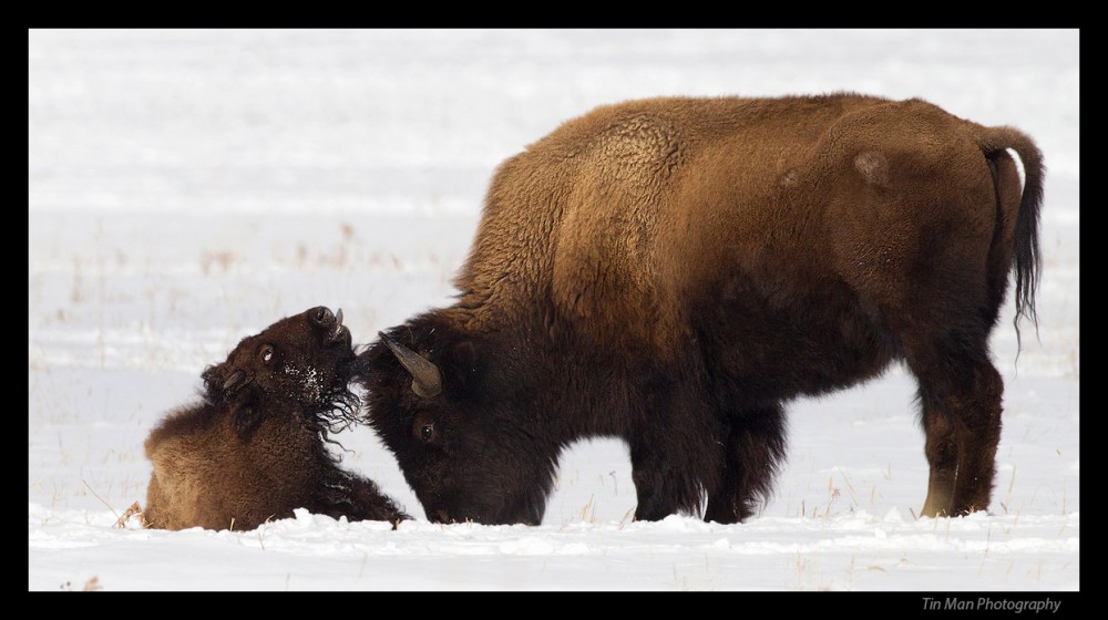 bisoncalf