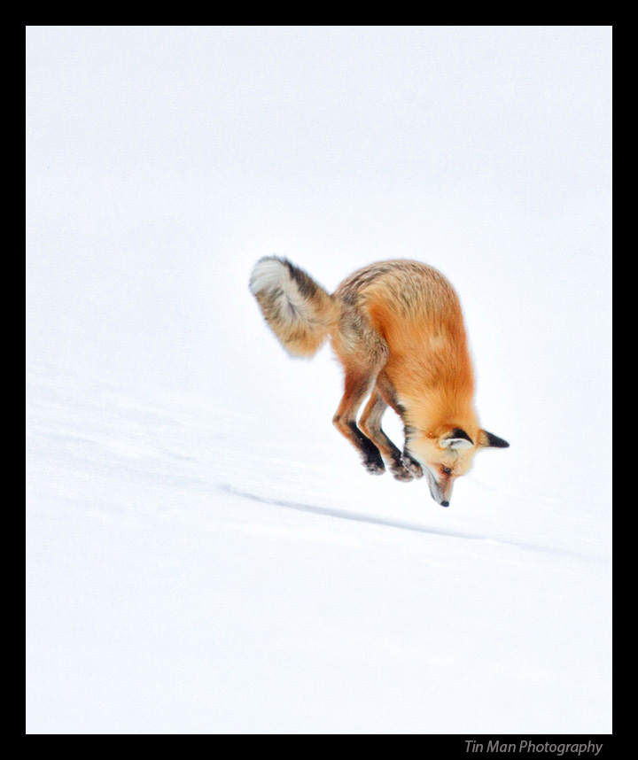 redfox_pouncing_tinmanlee