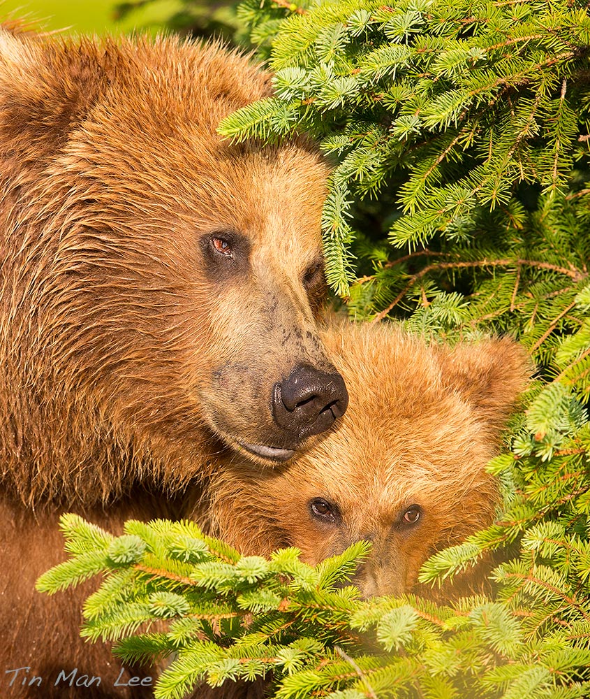 Special Bond between mama bear and cub - Tin Man Photography