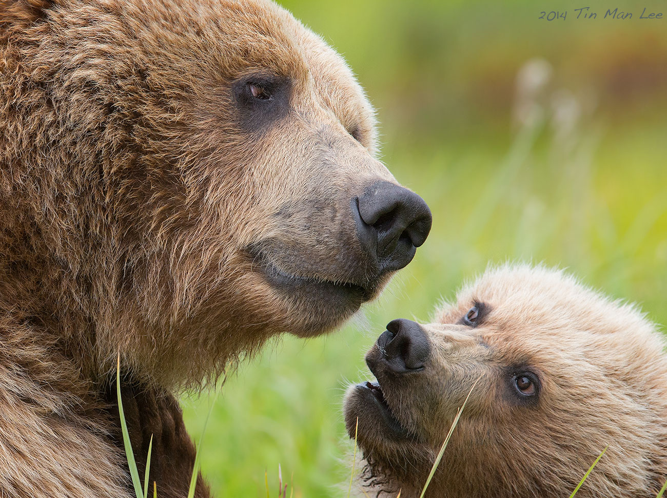 Special Bond between mama bear and cub - Tin Man Photography