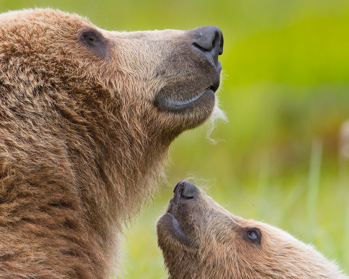 special-bond-between-mama-bear-and-cub-tin-man-photography