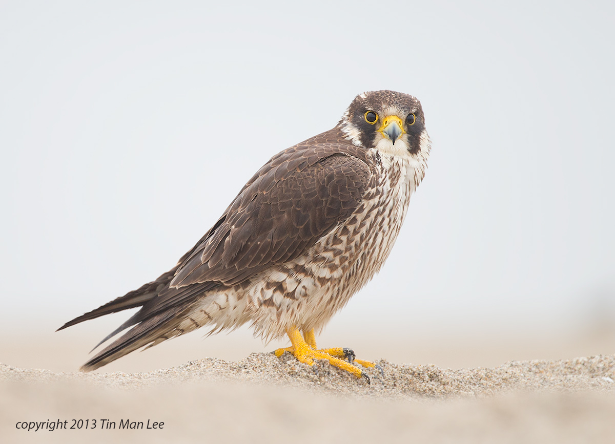 peregrine falcon on the ground. ventura harbor, ca. 500mmf/4, 1.