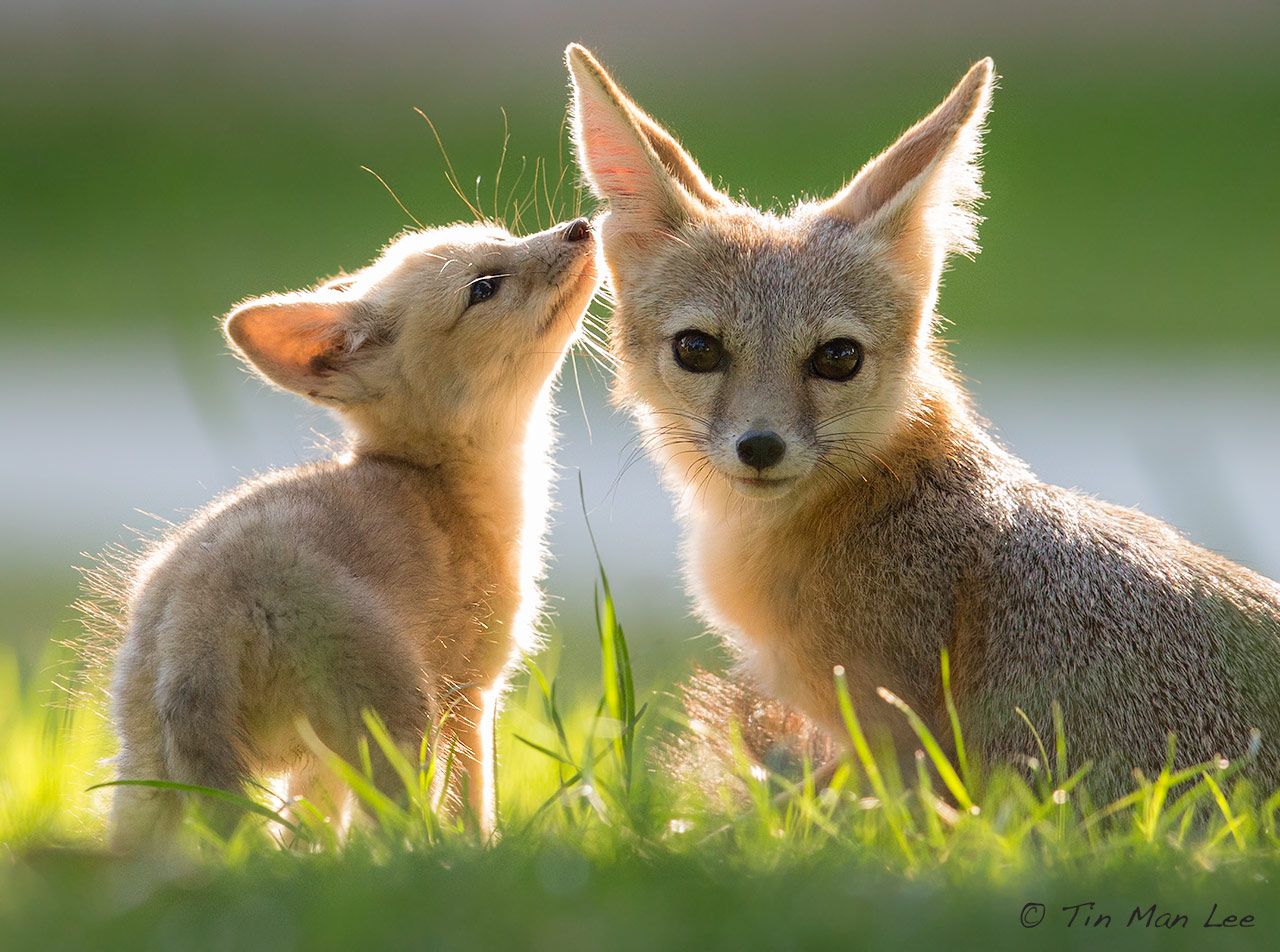 fox_family16
