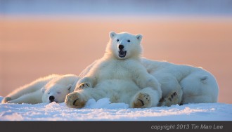 The newly frozen sea ice reflecting the last ray of sunset and turned golden as the polar bear cub wake up and leaned on the mother bear and gave us this expression.