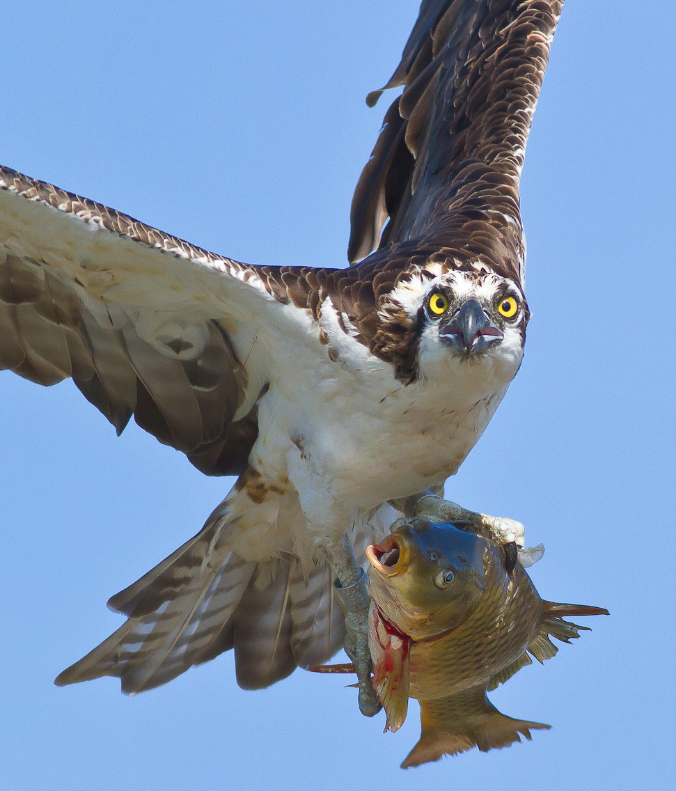 osprey with fish