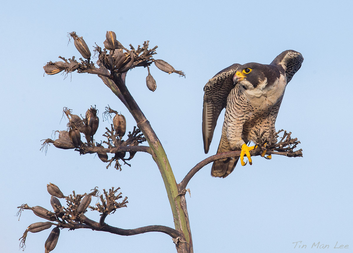 peregrine falcon in morning light.